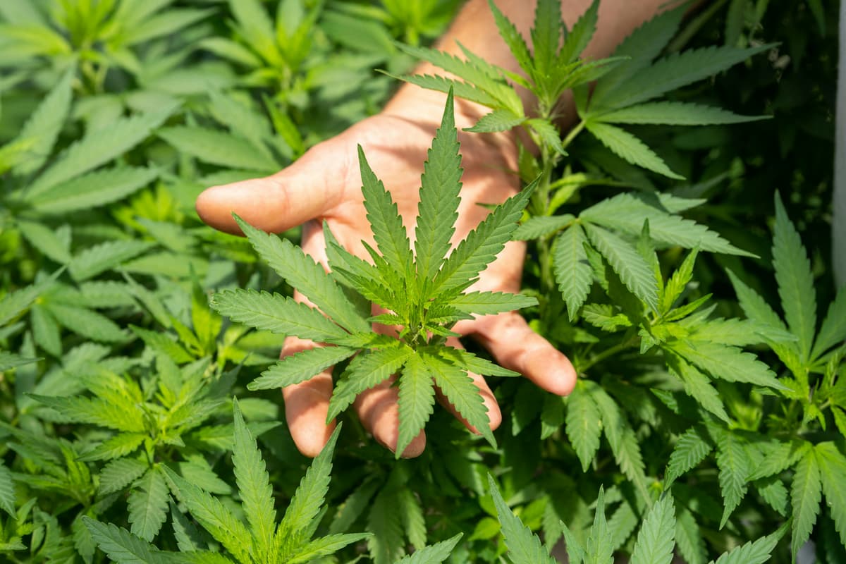 A hand holding a lush green cannabis leaf amidst a thriving plant, reflecting the natural origins of CBD and hemp-based products.